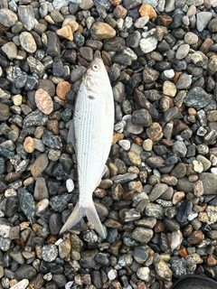 コノシロの釣果