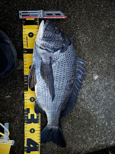 クロダイの釣果