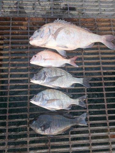 チヌの釣果