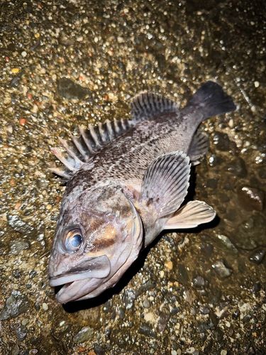 クロソイの釣果