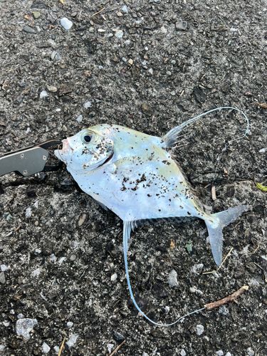 イトヒキアジの釣果