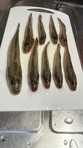 ハゼの釣果
