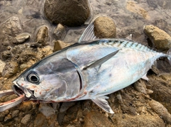 スマガツオの釣果