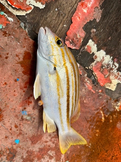 フエダイの釣果