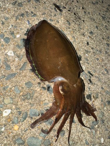 コウイカの釣果