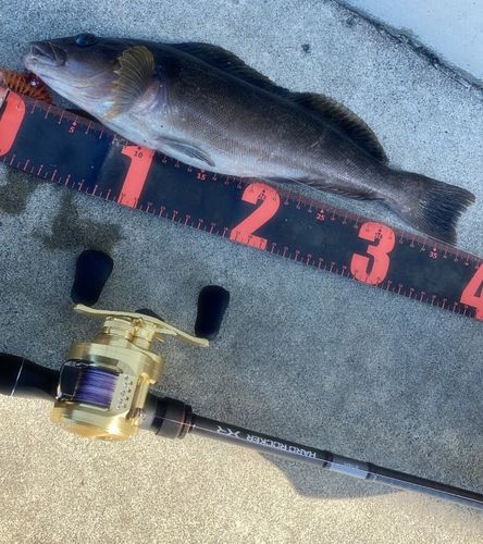 アイナメの釣果