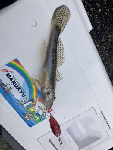 マハゼの釣果