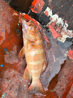 スジアラの釣果