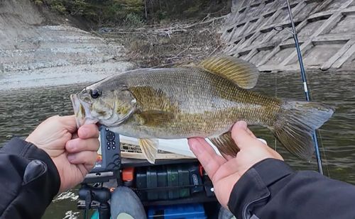 スモールマウスバスの釣果