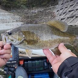 スモールマウスバス