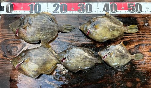 カワハギの釣果