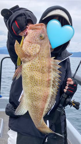 オオモンハタの釣果