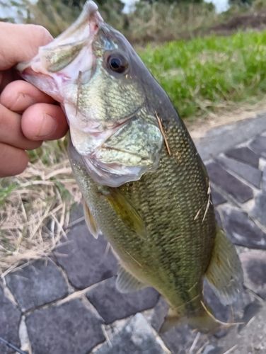 ラージマウスバスの釣果