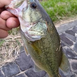 ラージマウスバス