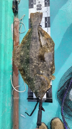 ヒラメの釣果