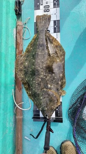 ヒラメの釣果