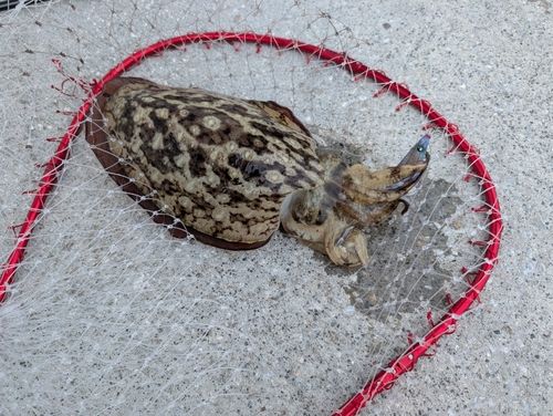 モンゴウイカの釣果