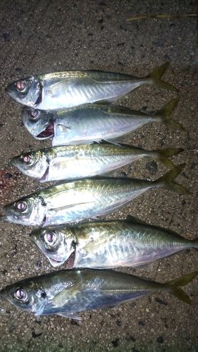 アジの釣果