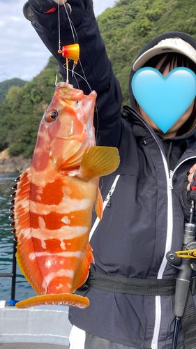 アカハタの釣果