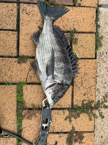 東京湾（アクアライン以北）