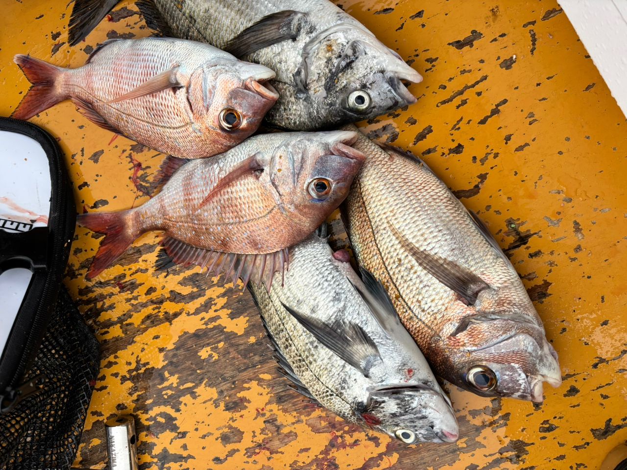 DAIWA 24銀狼 1-53・Kの最安値・インプレ・釣果 | 本音の口コミが