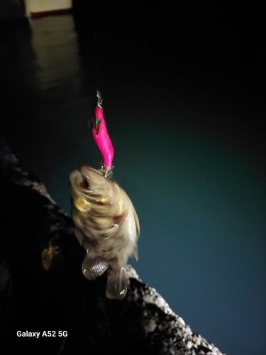 クロソイの釣果