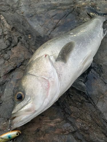 フッコ（マルスズキ）の釣果