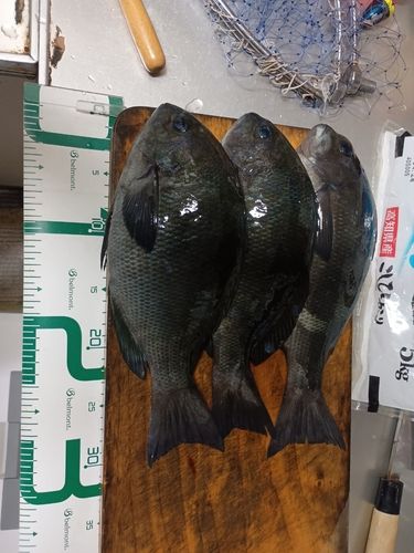 クチブトグレの釣果