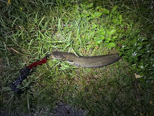 ニホンナマズの釣果