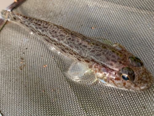 サビハゼの釣果