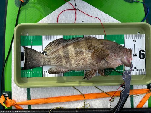 オオモンハタの釣果