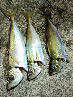 アジの釣果