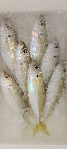 東京湾（富津〜金谷）