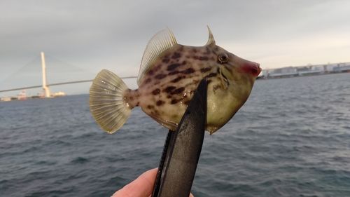 カワハギの釣果