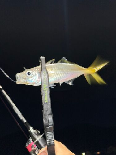 マアジの釣果