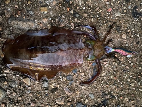 アオリイカの釣果