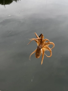 イイダコの釣果