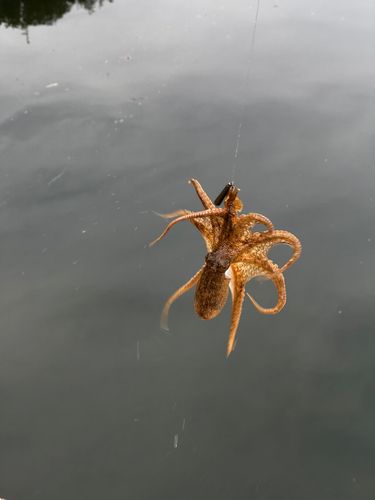 イイダコの釣果