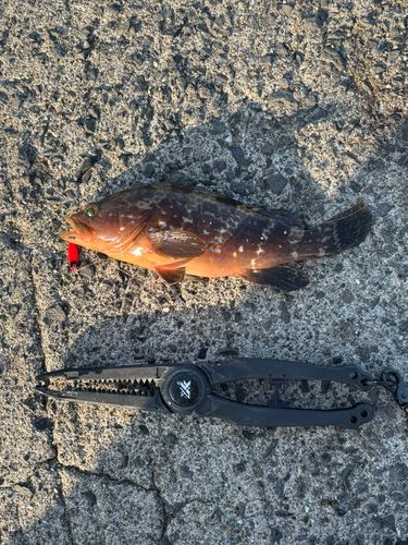 キジハタの釣果