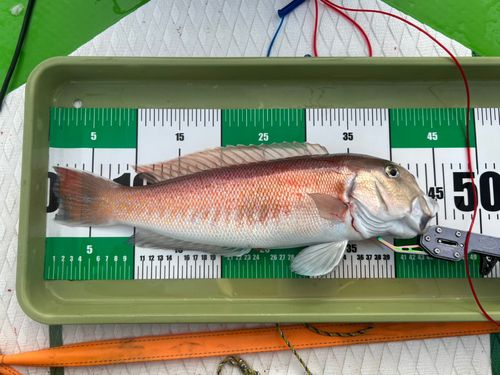 アカアマダイの釣果