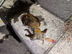 アオリイカの釣果