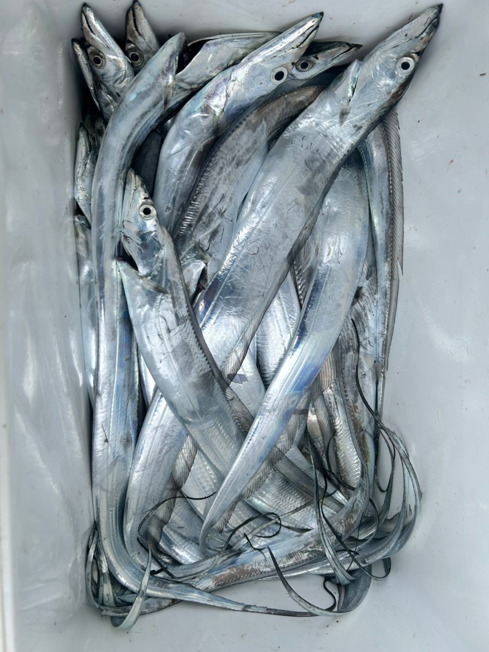 マルマル32さんの釣果 1枚目の画像