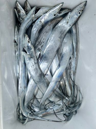 タチウオの釣果