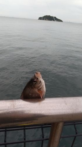 ウミタナゴの釣果