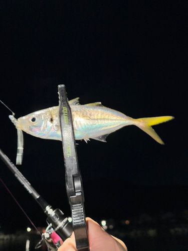 マアジの釣果