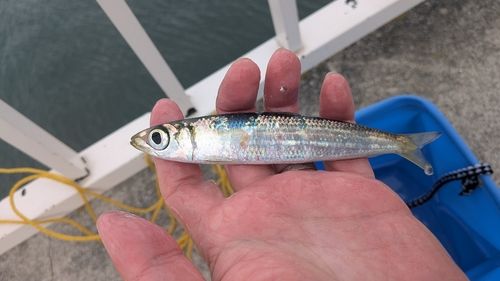 ウルメイワシの釣果