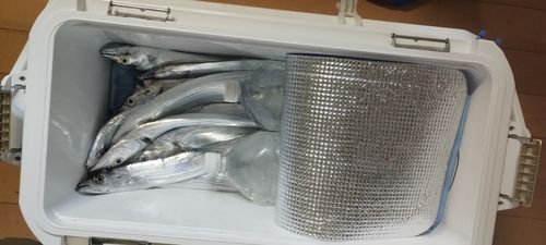 タチウオの釣果