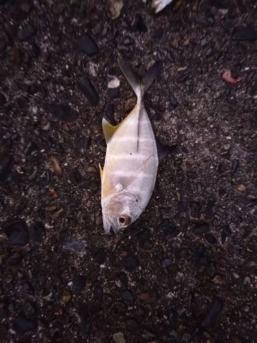 イトヒラアジの釣果