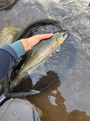 ニジマスの釣果