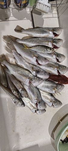 イシモチの釣果